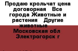 Продаю крольчат цена договорная - Все города Животные и растения » Другие животные   . Московская обл.,Электрогорск г.